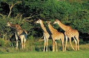 The Wild and Scenic Mpumalanga Tour The Wild and Scenic Mpumalanga Tour